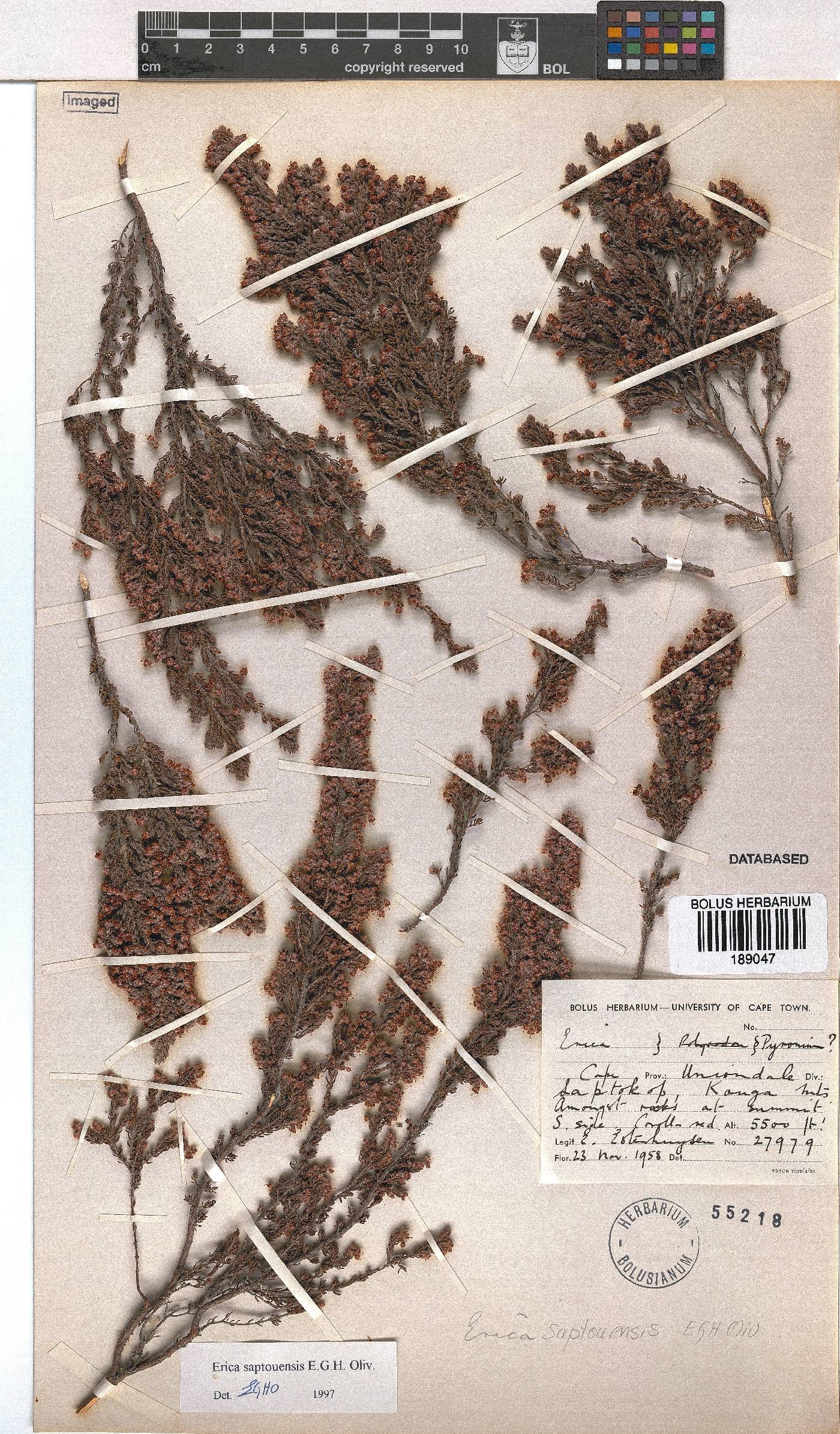 Erica saptouensis image