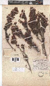 Erica saptouensis image