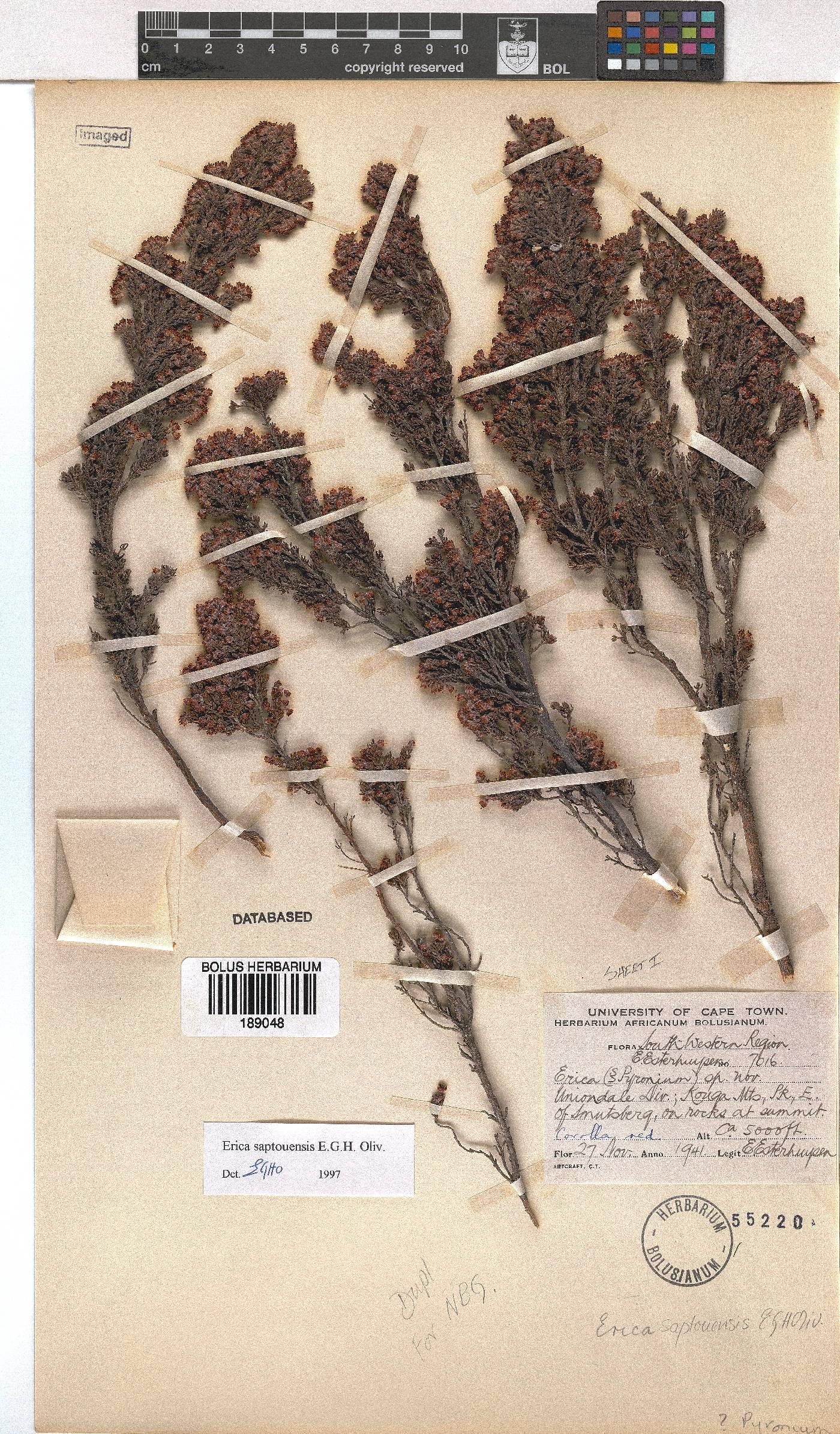 Erica saptouensis image