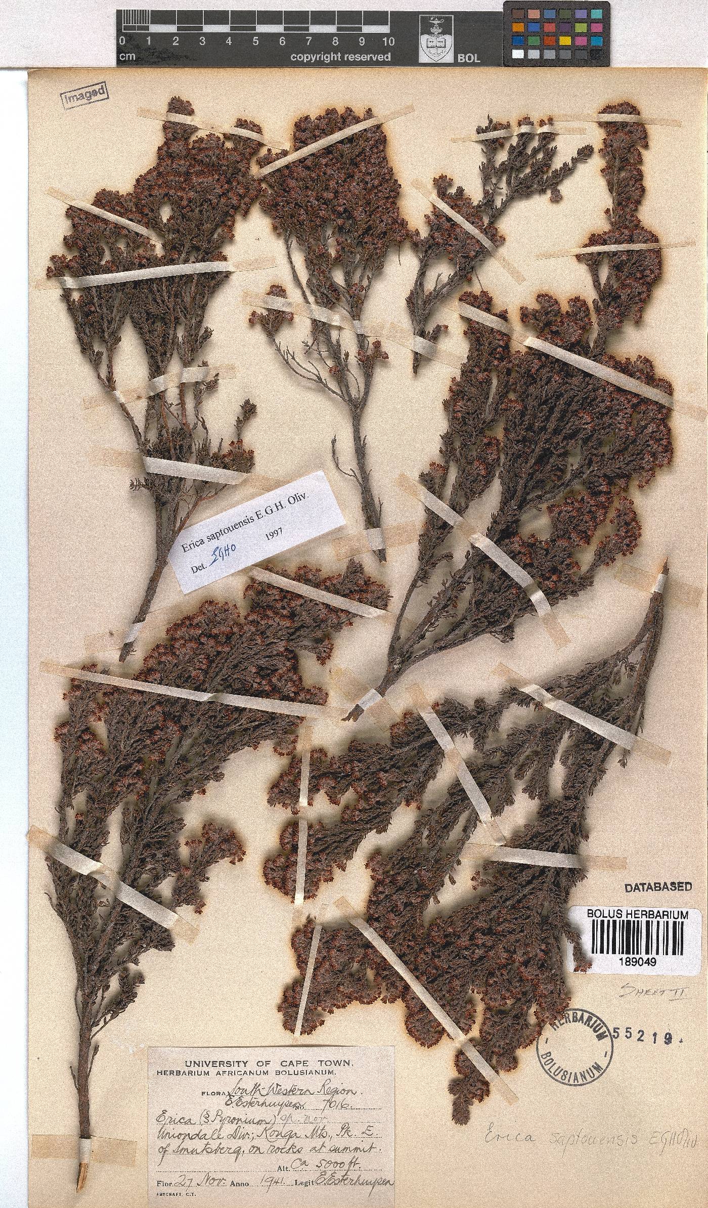 Erica saptouensis image