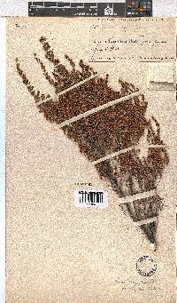 Erica newdigateae image