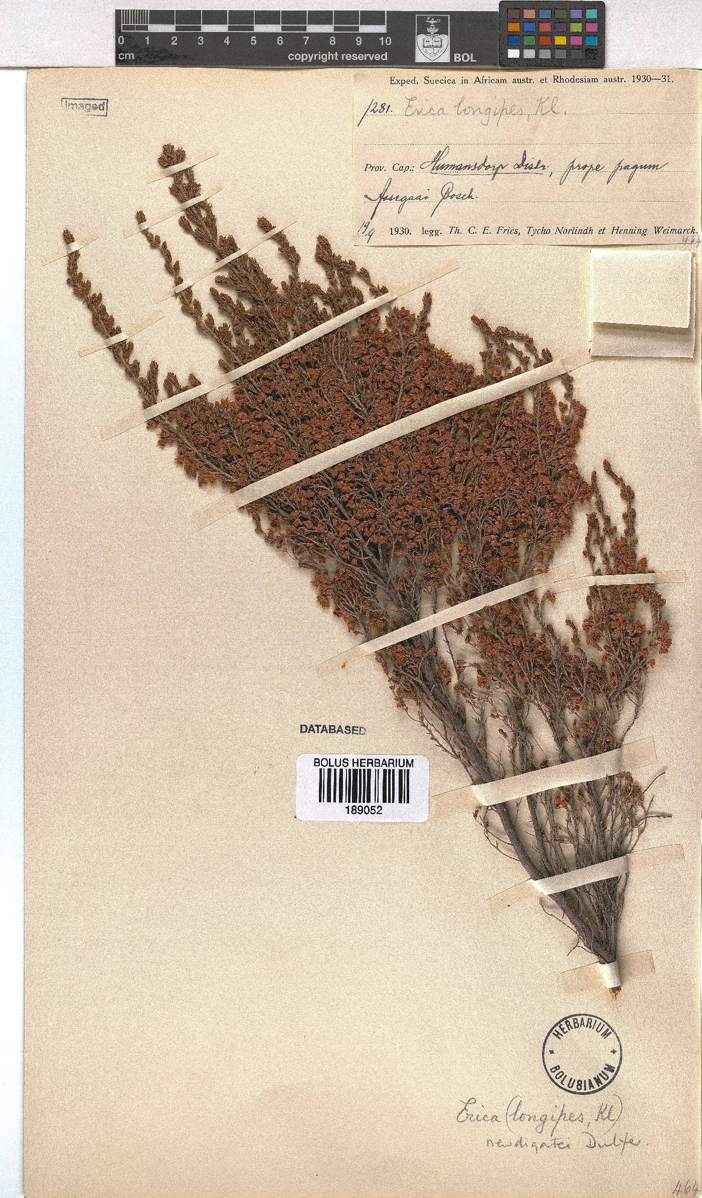 Erica newdigateae image