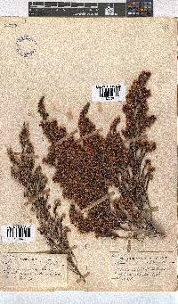 Erica canaliculata image