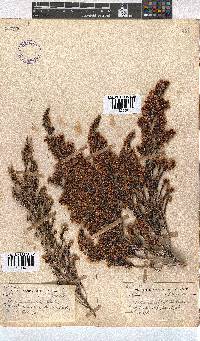 Erica canaliculata image