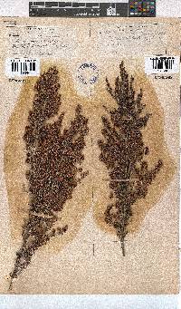 Erica canaliculata image