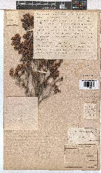 Erica canaliculata image