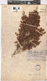 Erica canaliculata image