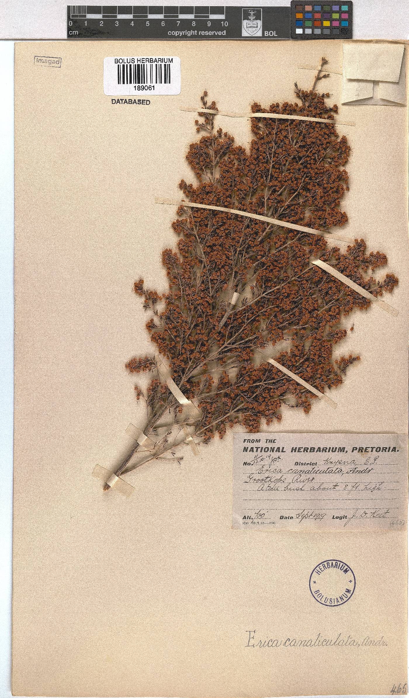 Erica canaliculata image