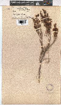 Erica canaliculata image