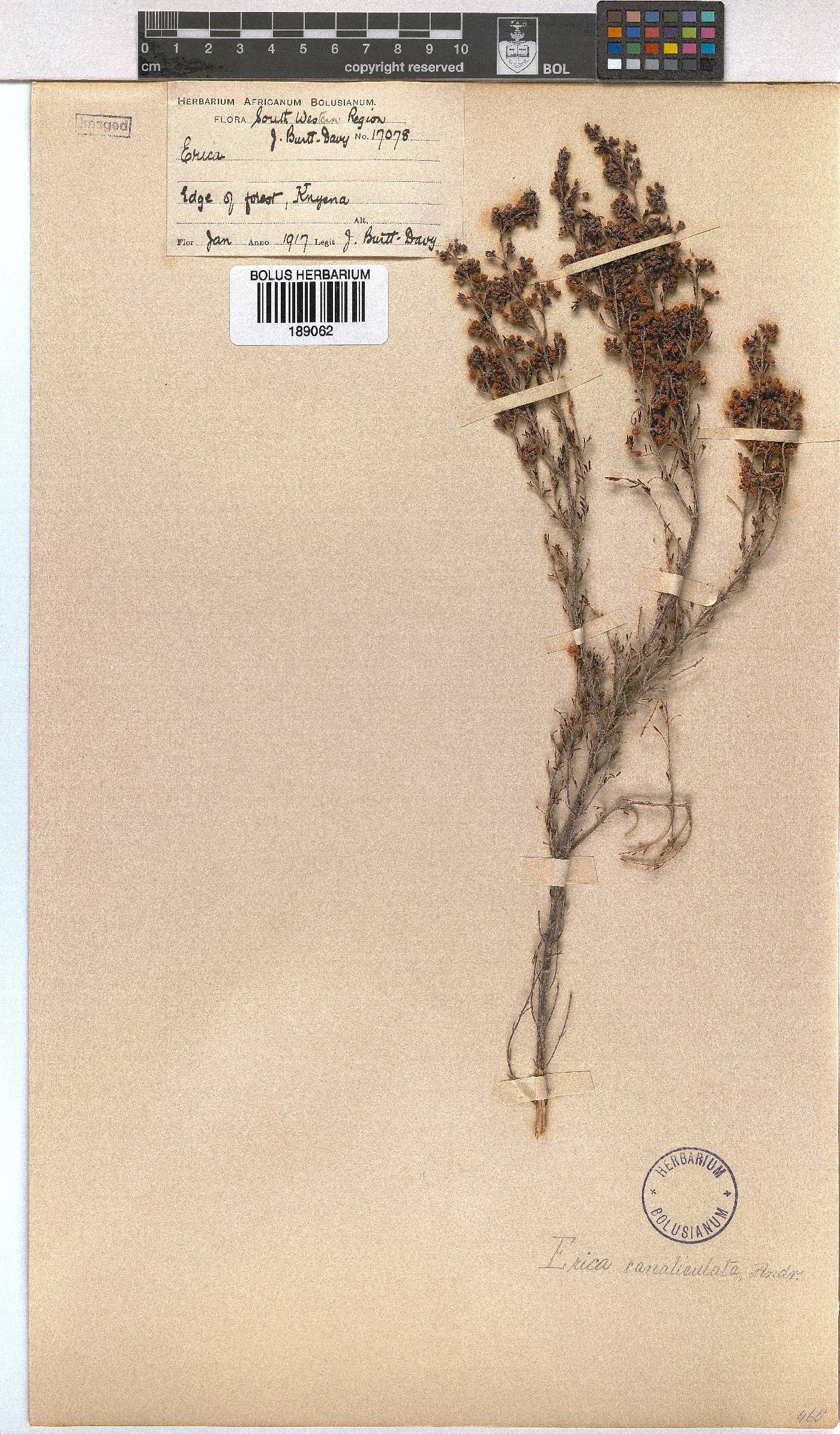 Erica canaliculata image