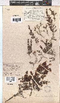 Erica canaliculata image