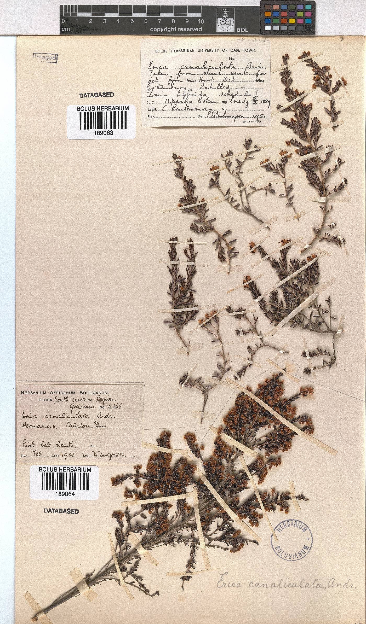 Erica canaliculata image