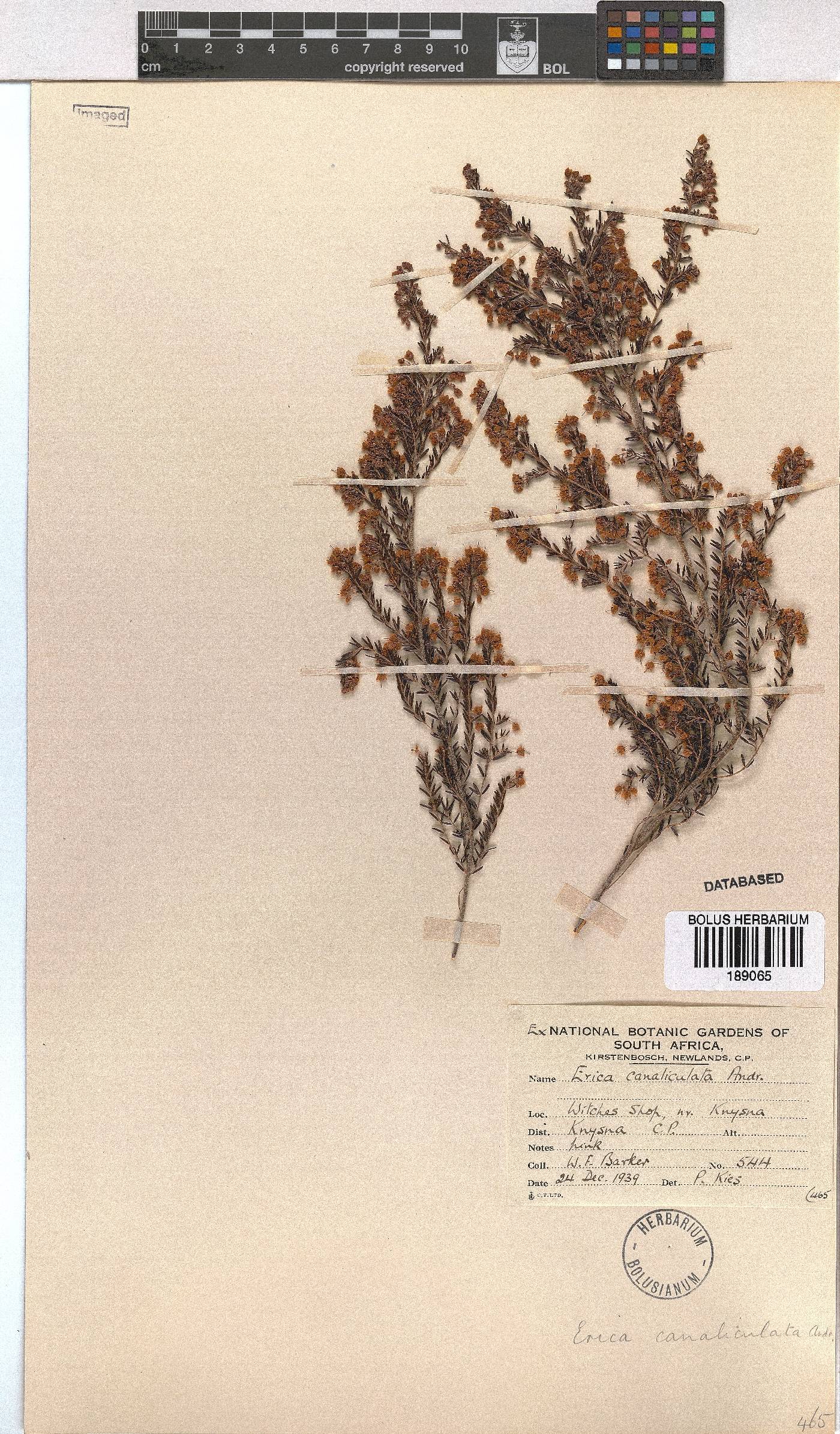 Erica canaliculata image