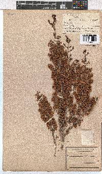 Erica canaliculata image