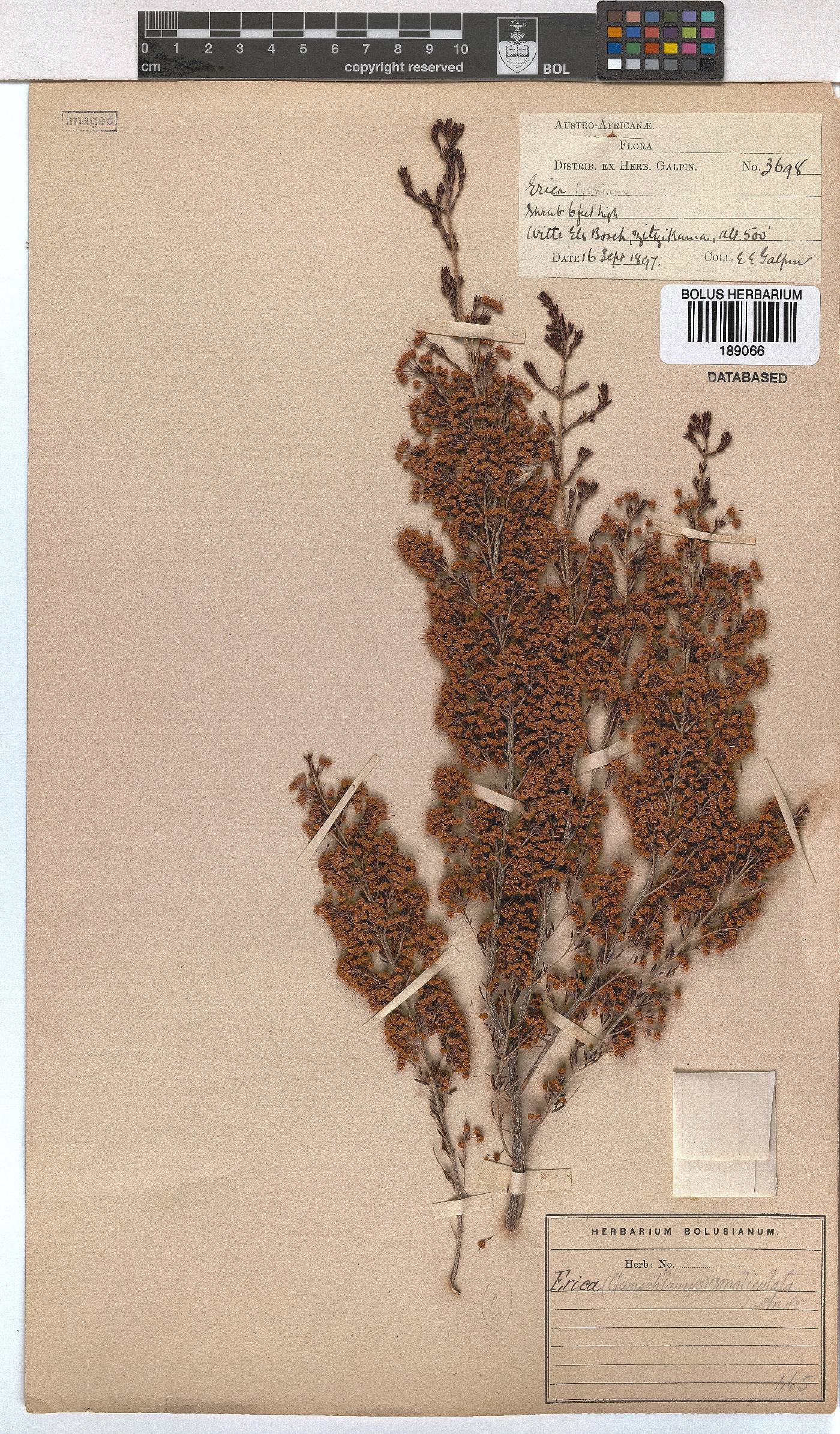 Erica canaliculata image