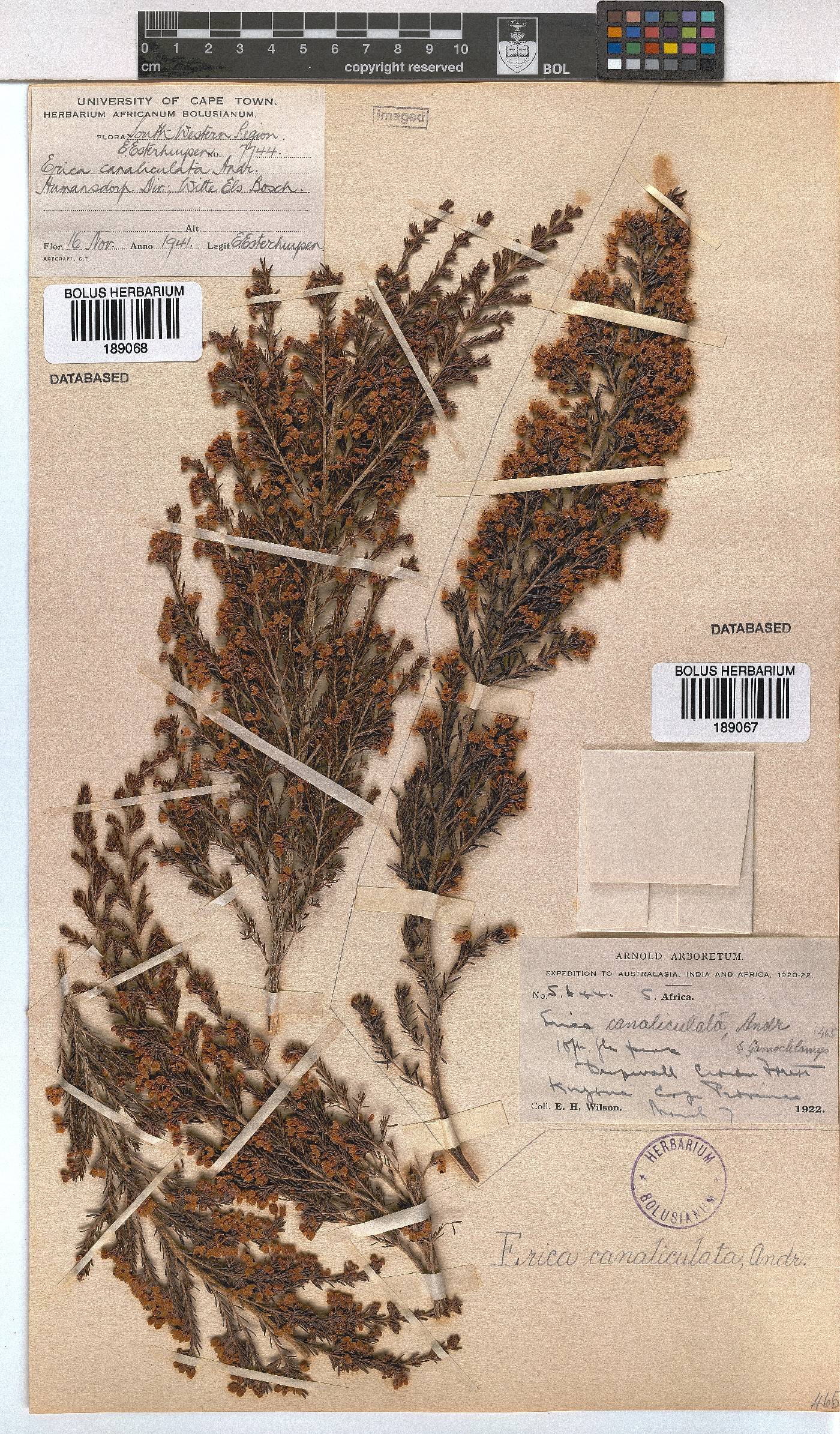 Erica canaliculata image