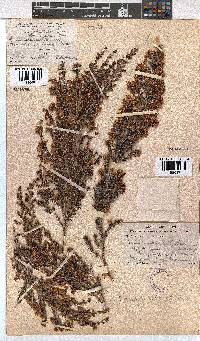 Erica canaliculata image