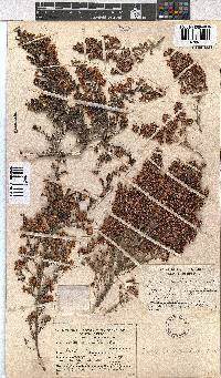 Erica canaliculata image