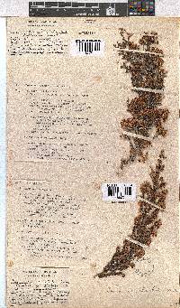 Erica canaliculata image