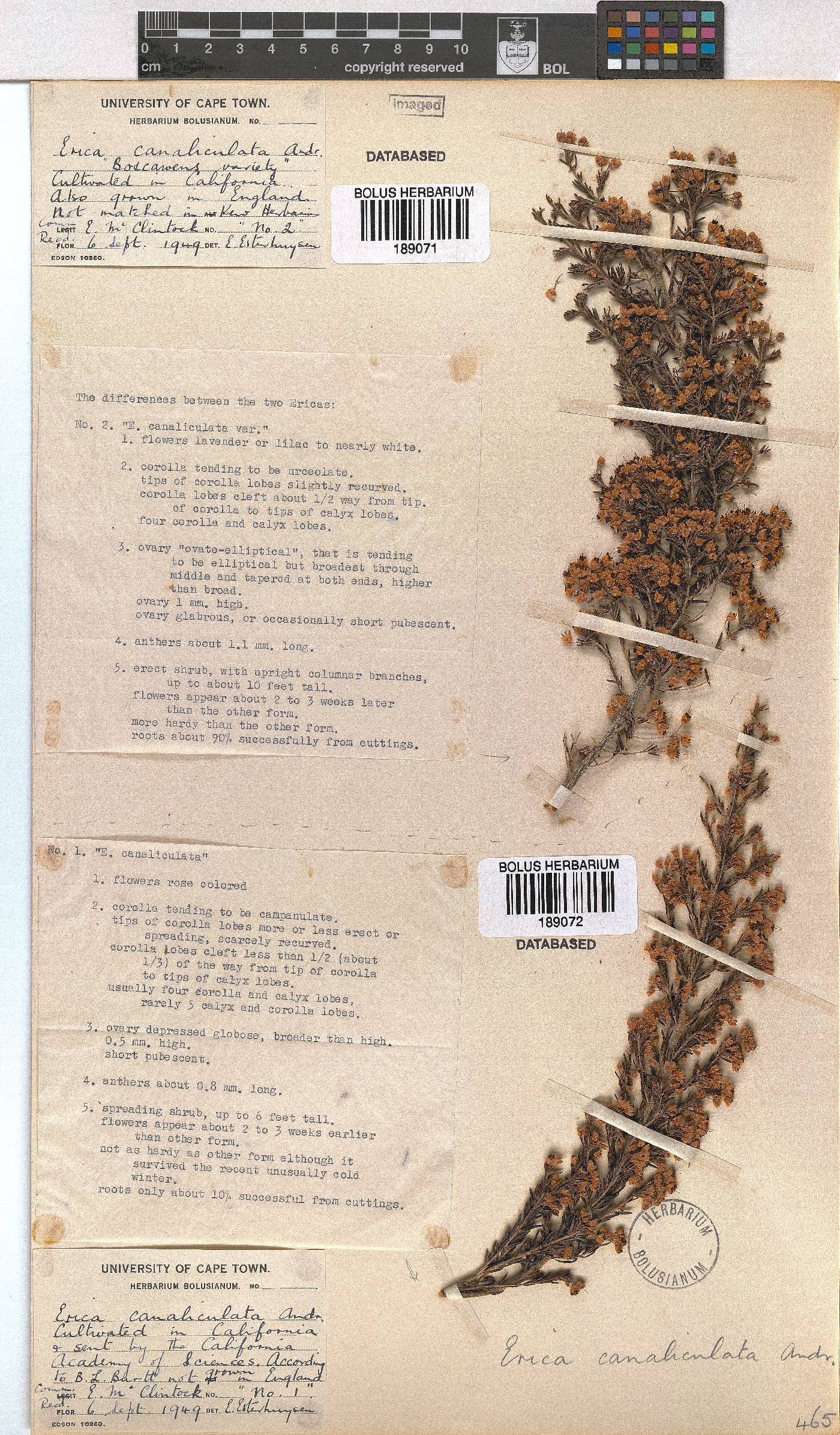 Erica canaliculata image