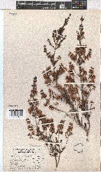 Erica canaliculata image