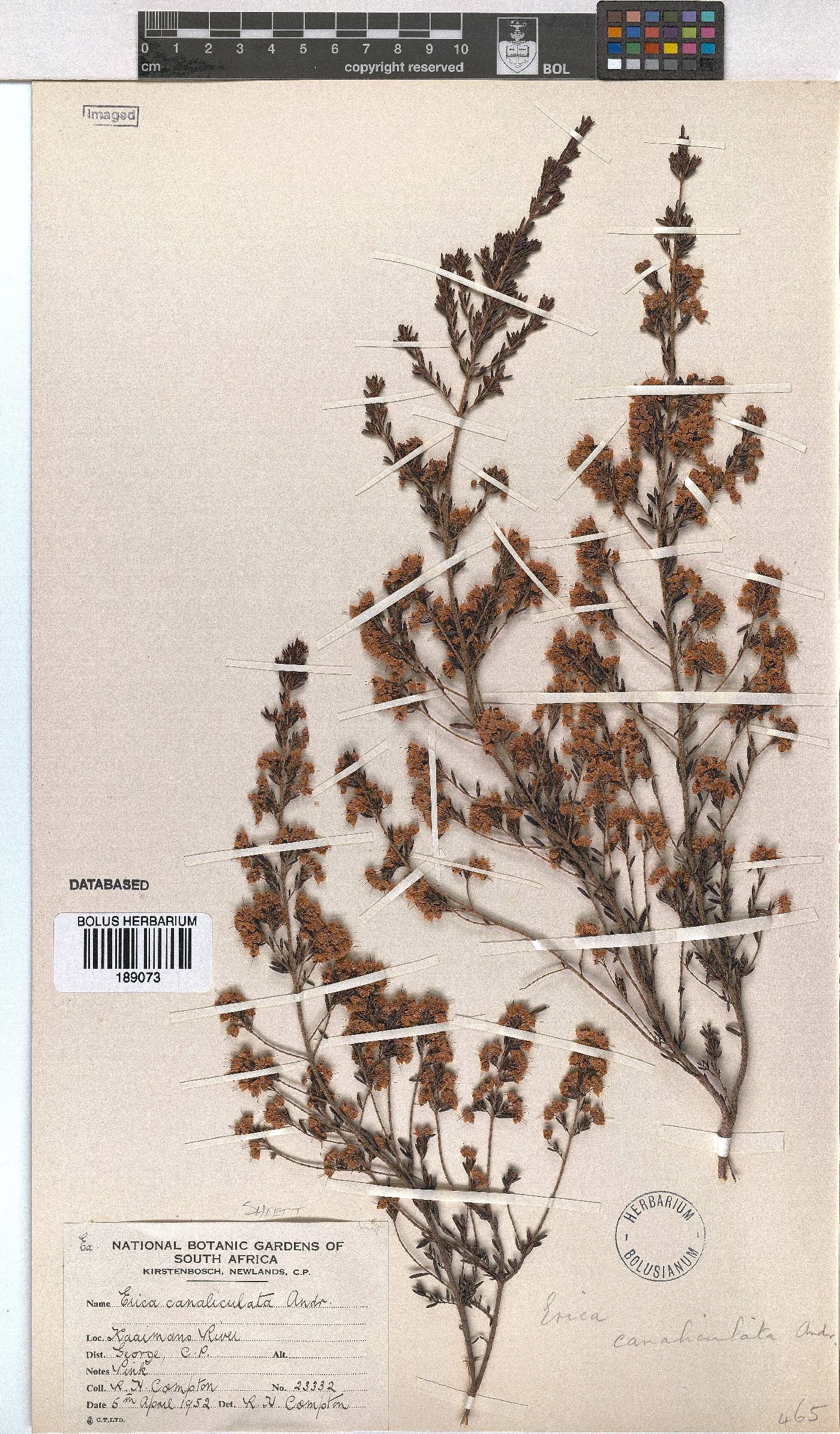 Erica canaliculata image