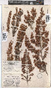 Erica canaliculata image