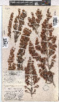 Erica canaliculata image