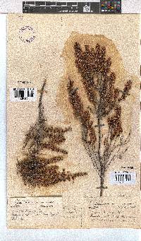 Erica newdigateae image