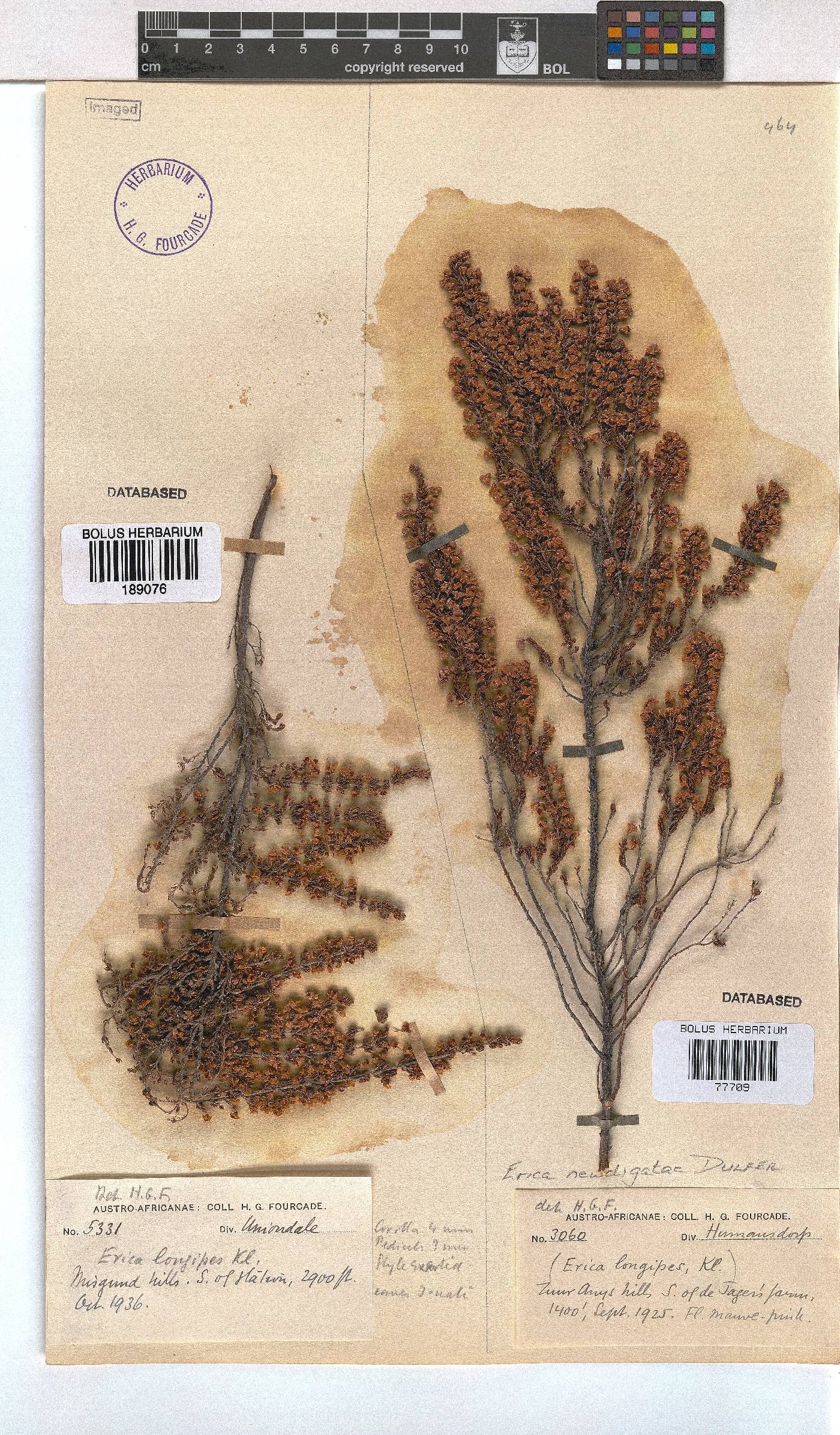 Erica newdigateae image