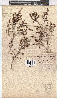 Erica natalitia image