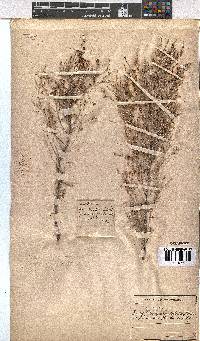 Erica natalitia image