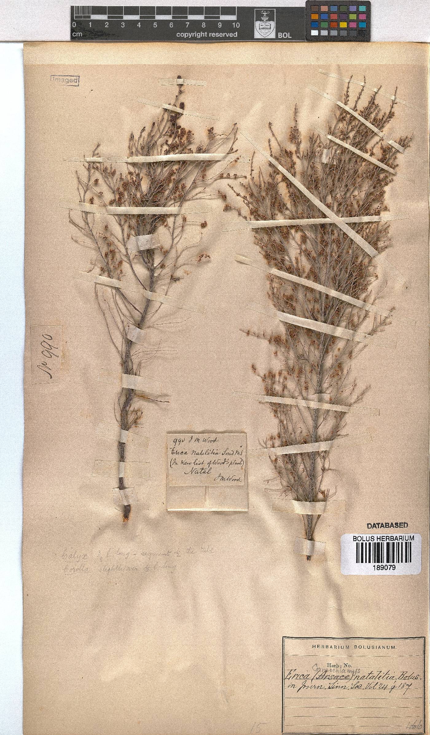 Erica natalitia image