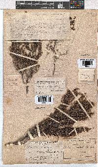 Erica natalitia image