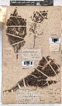 Erica natalitia image