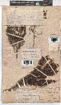 Erica natalitia image