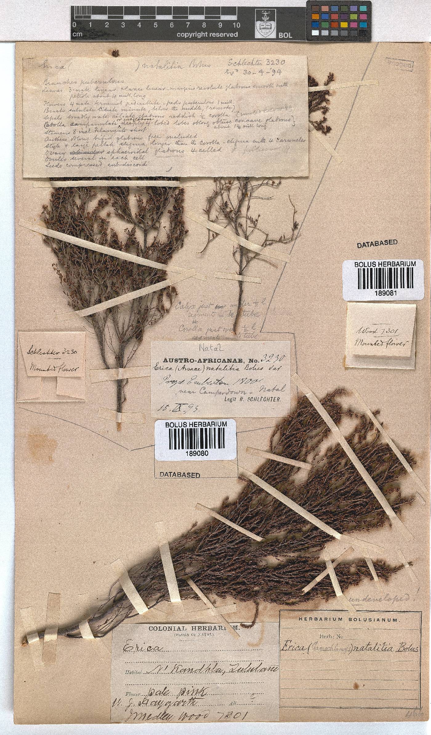 Erica natalitia image