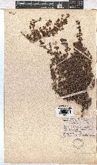 Erica hispidula var. hispidula image