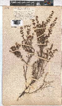 Erica hispidula var. hispidula image