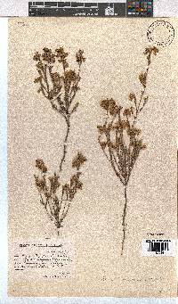 Erica thunbergii image