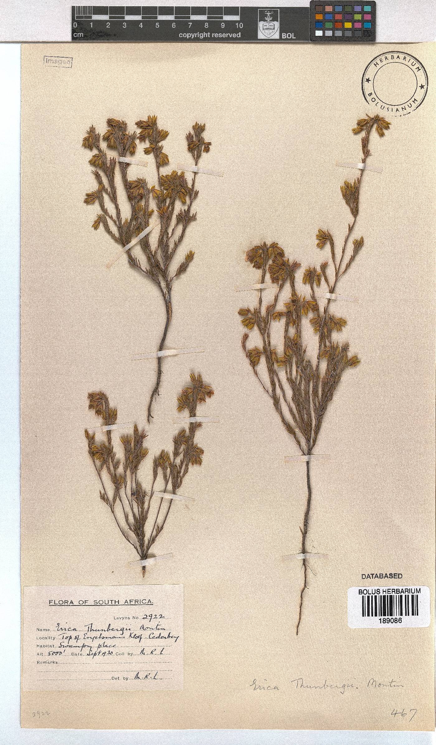 Erica thunbergii image