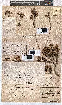 Erica thunbergii image