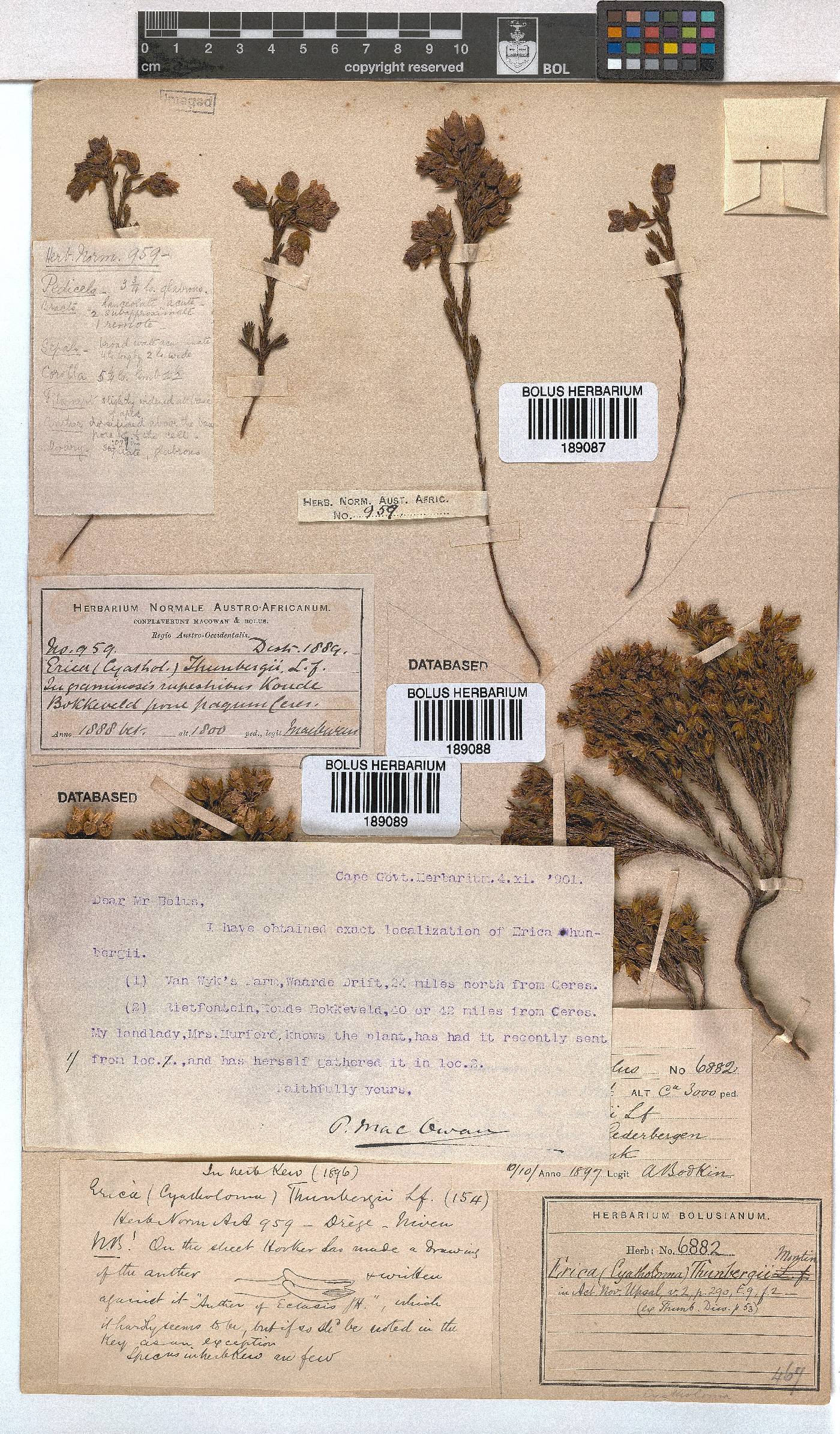 Erica thunbergii image