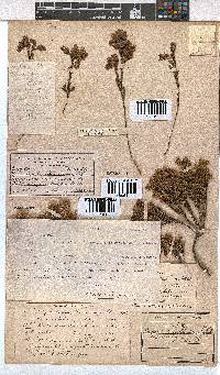 Erica thunbergii image