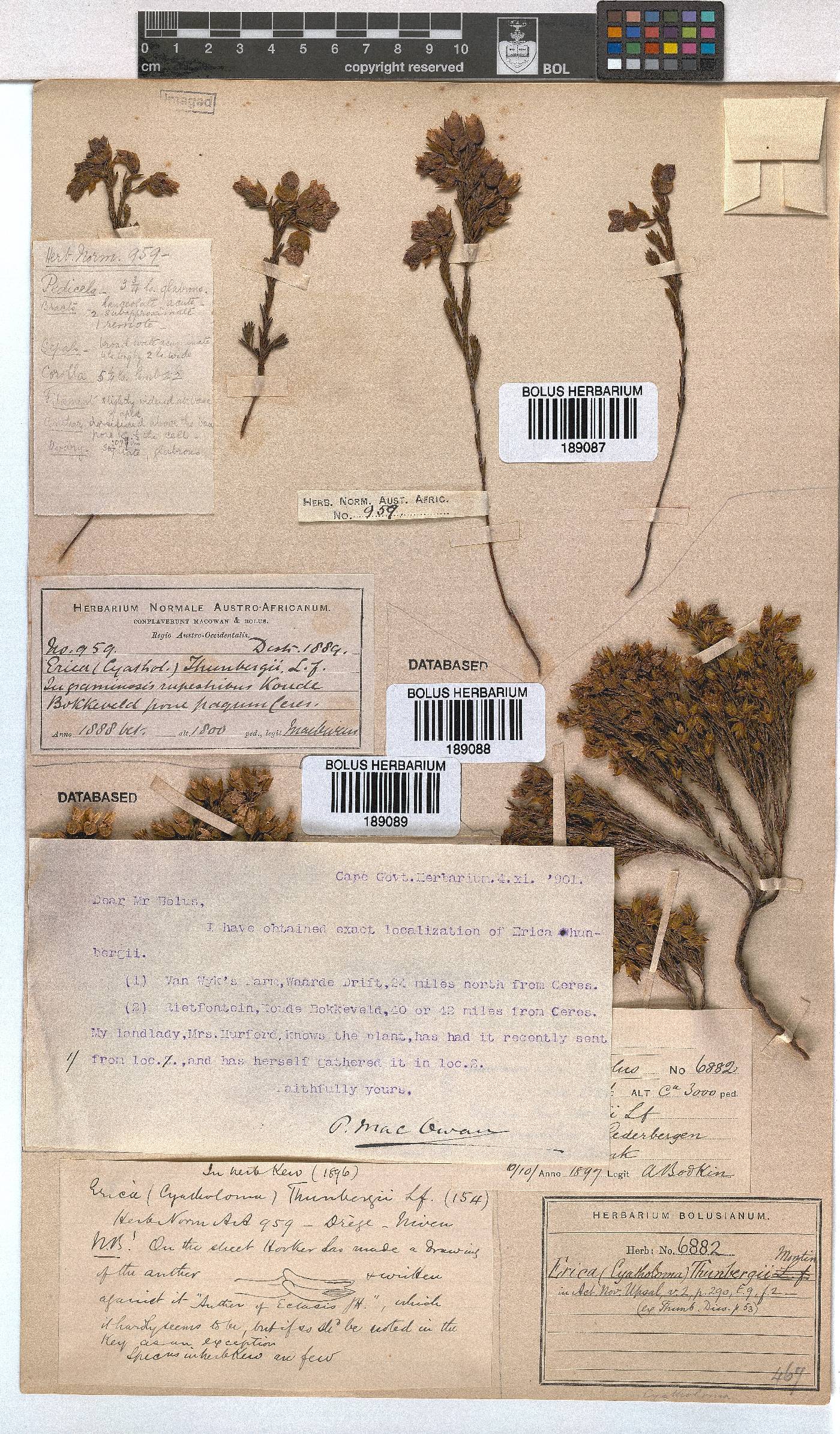 Erica thunbergii image