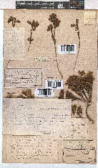 Erica thunbergii image