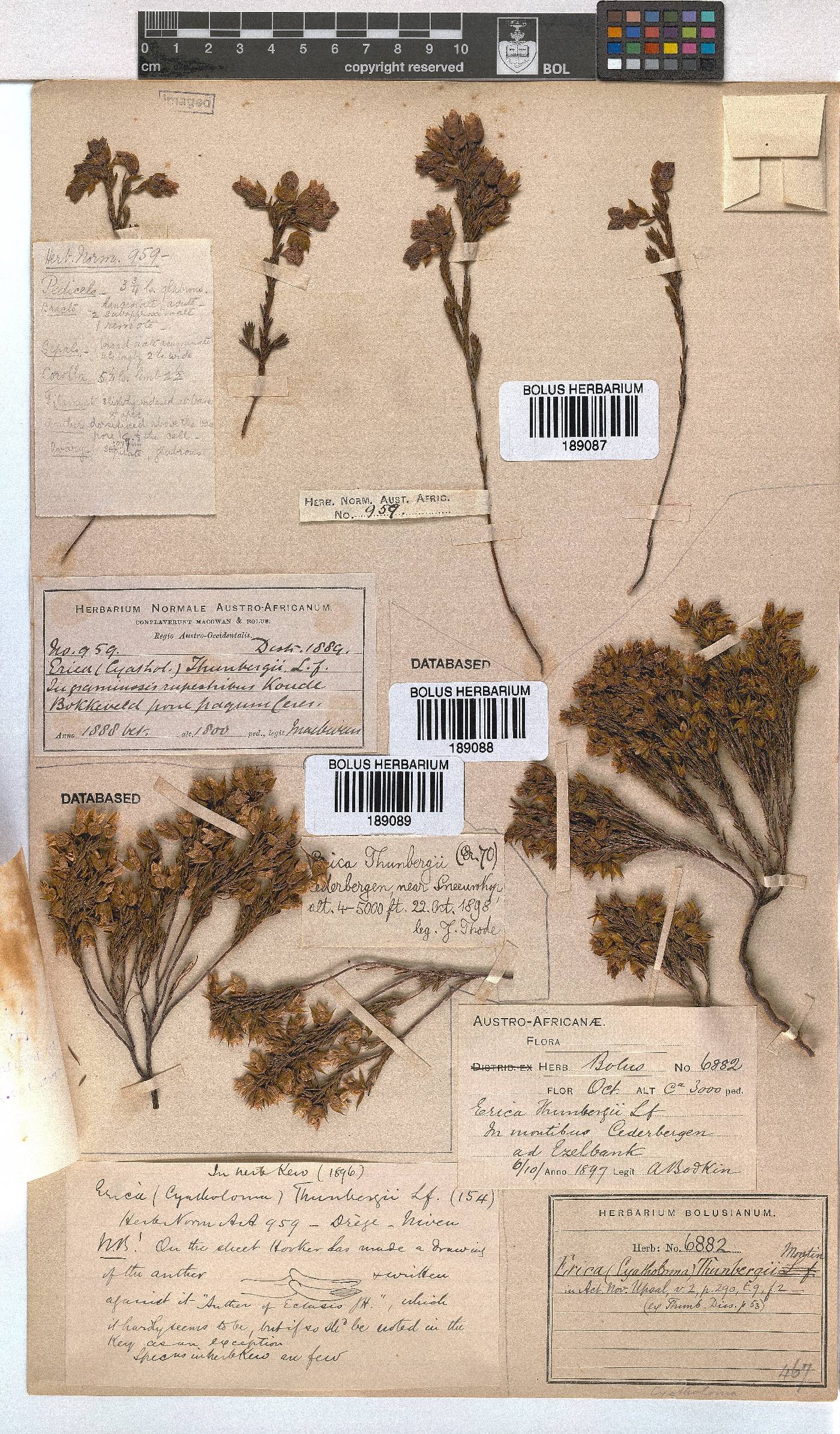 Erica thunbergii image