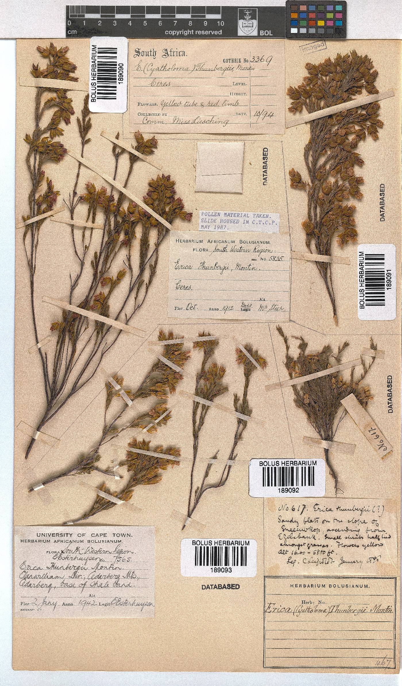 Erica thunbergii image