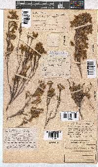 Erica thunbergii image