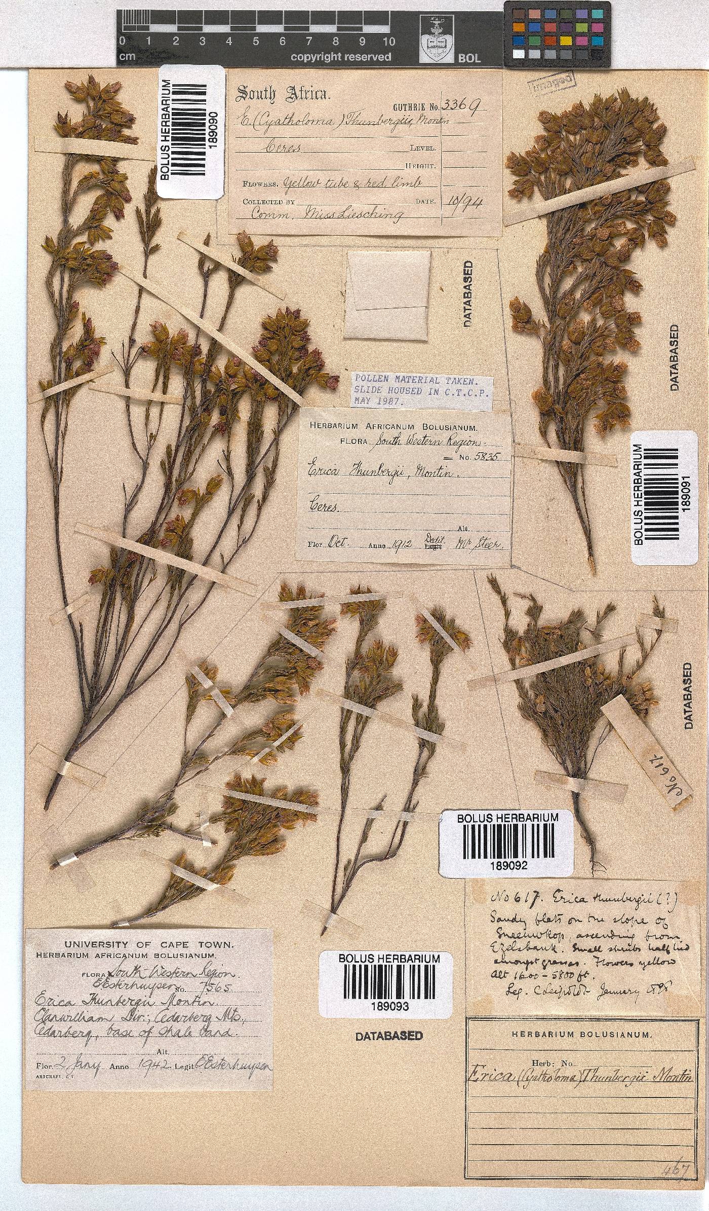 Erica thunbergii image